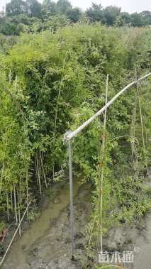 280厘米藤本月季