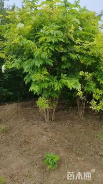 高度250厘米金叶接骨木