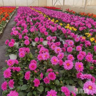 高度40厘米大丽花