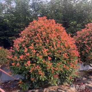 冠幅100厘米红叶石楠球