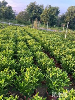 高度30厘米非洲茉莉