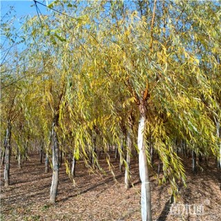 11公分金丝垂柳