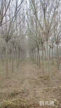 12公分绿叶复叶槭