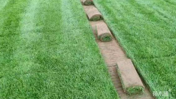 草卷状早熟禾草