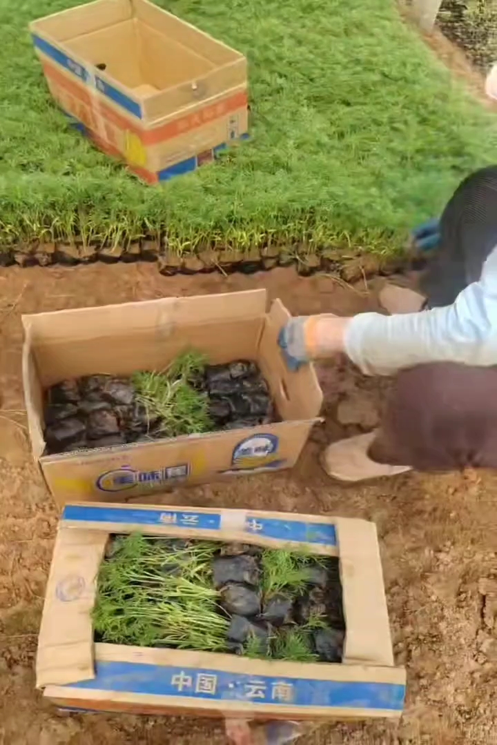 高度10厘米波斯菊