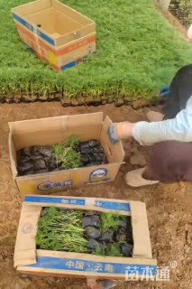 高度10厘米波斯菊