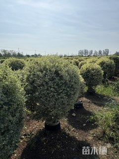 冠幅100厘米银姬小蜡球