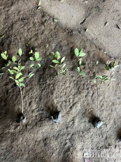 高度50厘米红叶石楠小苗