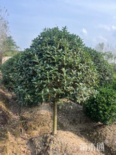 9公分桂花