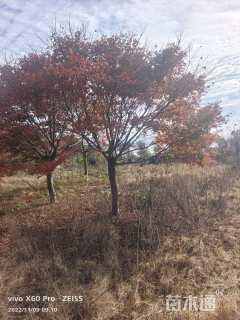 15公分中国红枫