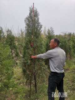高度250厘米柏树