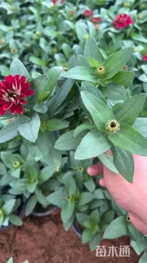 高度25厘米百日草