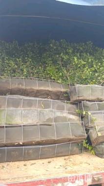 200厘米风车茉莉