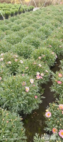 高度20厘米玛格丽特花