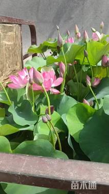 高度80厘米荷花