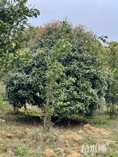 高度300厘米丛生桂花
