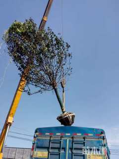 10公分绚丽海棠