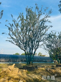 100公分(5杆)丛生朴树