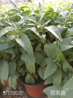 高度20厘米鼠尾草