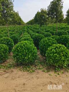 冠幅100厘米大叶黄杨球