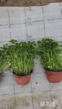 高度15厘米白三叶