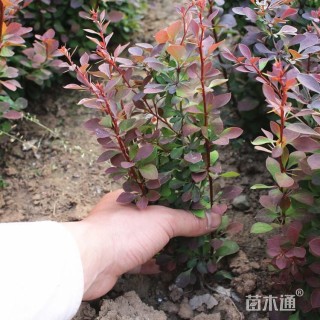 高度10厘米红叶小檗小苗