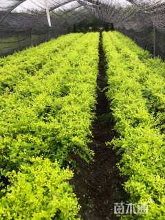 高度40厘米亮晶女贞小苗