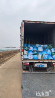 高度40厘米水葱