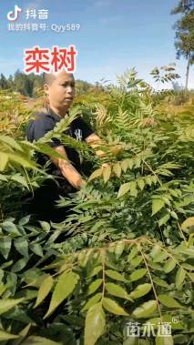 高度70厘米柏木