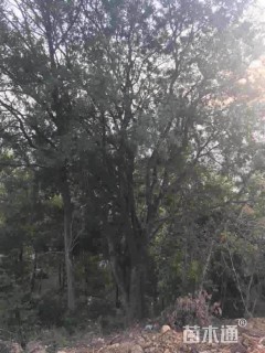 90公分清香木