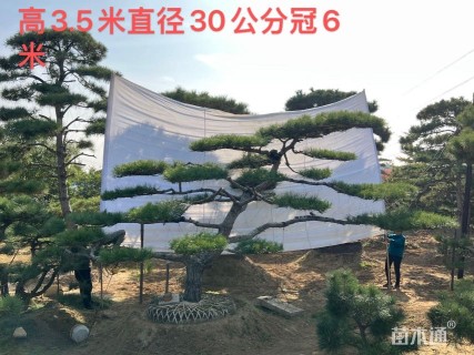 16公分造型赤松