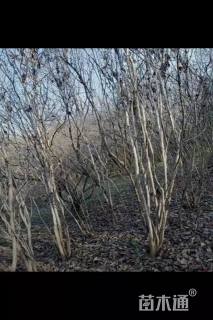 高度150厘米丛生紫荆