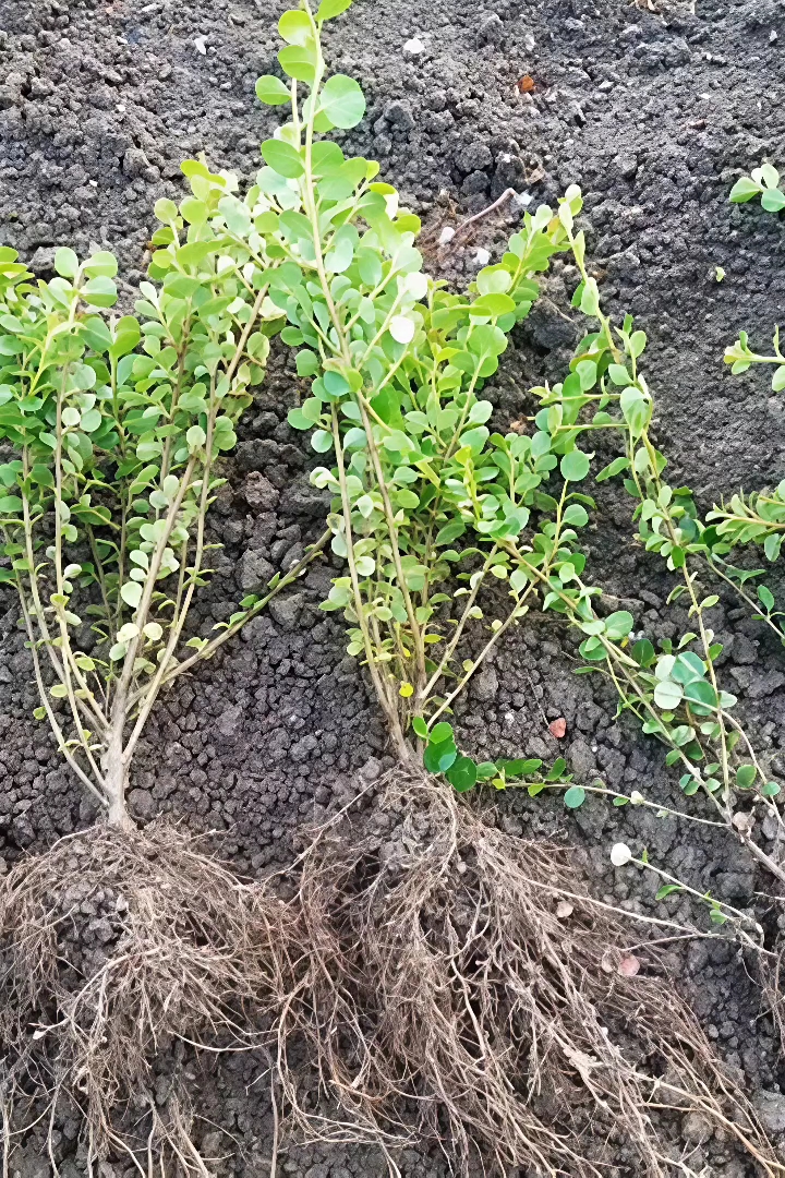 高度25厘米平枝栒子