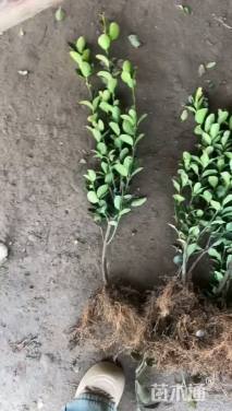 高度35厘米大叶黄杨