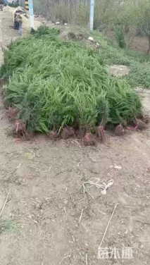 高度40厘米龙柏小苗