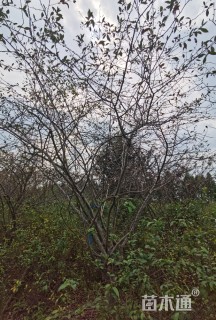 15公分垂丝海棠