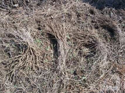 30厘米三叶地锦