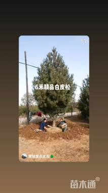 高度220厘米白皮松