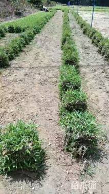 大叶油草
