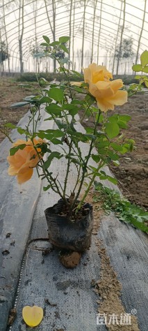 高度30厘米香水月季