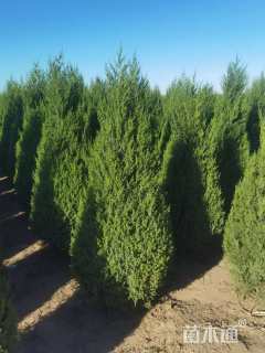 高度100厘米桧柏