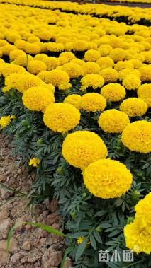 高度30厘米万寿菊