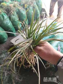 高度10厘米细叶麦冬草