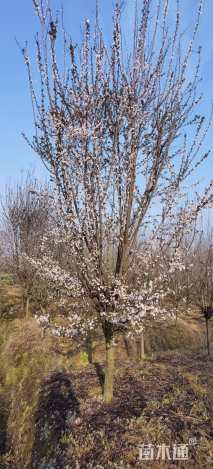 10公分紫叶李
