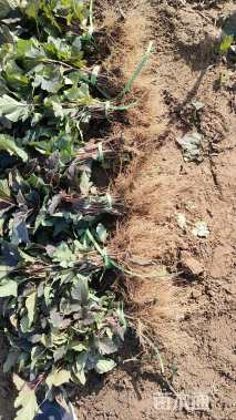 高度20厘米金叶风箱果