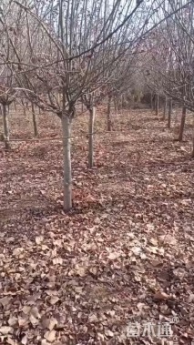 10公分绚丽海棠