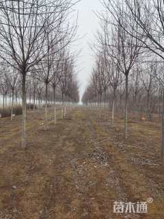 10公分紫叶稠李