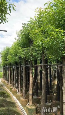 10公分香樟