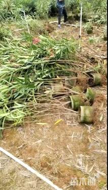 高度50厘米粉花夹竹桃