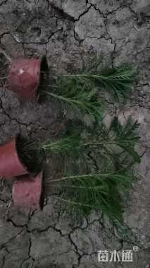 高度25厘米黄金菊